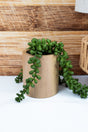 Artificial Potted String of Pearls Succulent, 9.5" - Wholesale Accessory Market